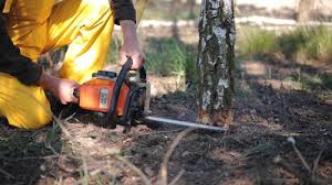 How Our Tree Care Process Works  in  Payson, UT