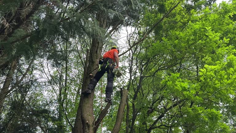 Best Root Management and Removal  in Payson, UT