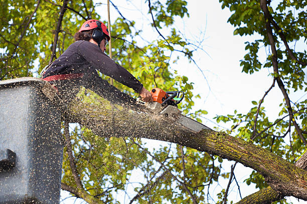 Payson, UT Tree Care  Company